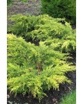 Можжевельник средний Пфитцериана | Ялівець середній Пфітцеріана | Juniperus media Pfitzeriana